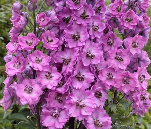 Дельфиниум (живокость) высокий Delphi's Saffier Дельфиниум (живокость) высокий Delphi's Saffier