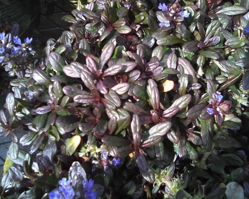 Живучка ползучая Chocolate Chips Живучка ползучая Chocolate Chips