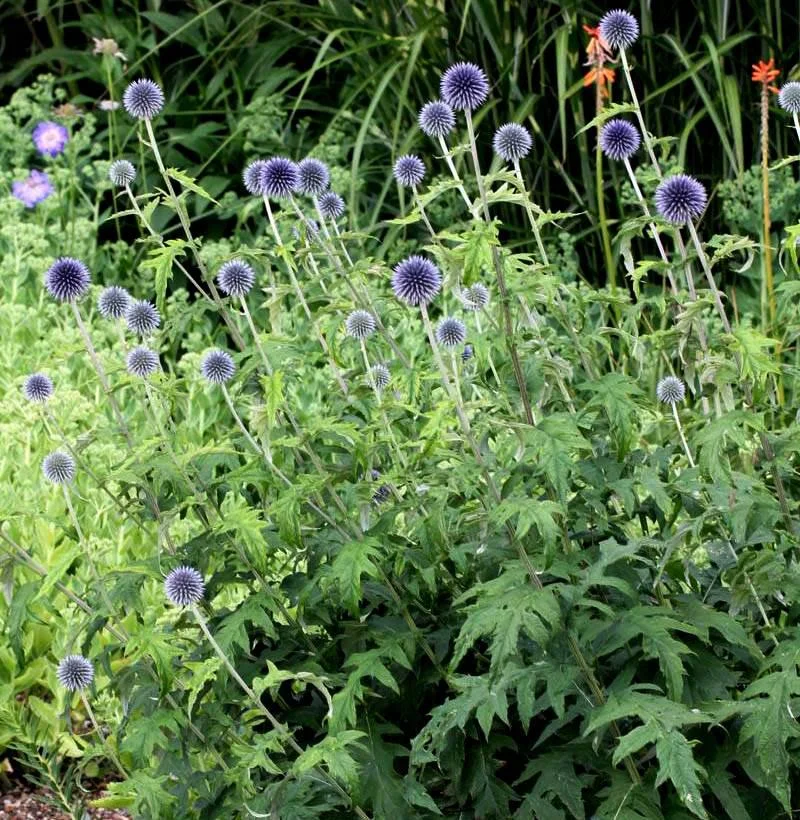 Мордовник Банатский Taplow Blue Мордовник Банатский Taplow Blue