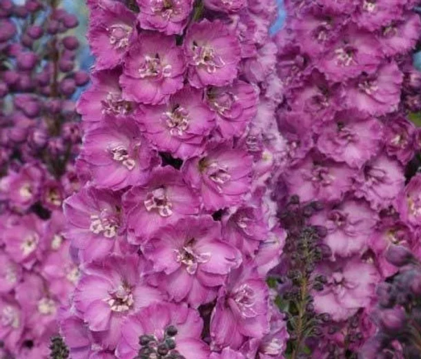 Дельфиниум (живокость) высокий Delphi's Saffier Дельфиниум (живокость) высокий Delphi's Saffier