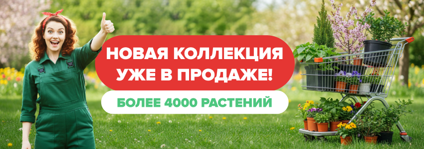 Новая коллекция