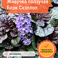 Живучка ползучая Блэк Скэллоп Живучка ползучая Блэк Скэллоп