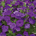 Петуния ампельная F1 Шок Вейв Деним