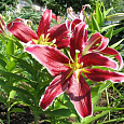 Лилия восточная Сикс Сенс Лилия восточная Сикс Сенс