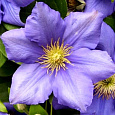 Клематис крупноцветковый Генерал Сикорский Клематис крупноцветковый Генерал Сикорский