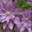 Клематис (Ломонос) гибридный Ragamuffin