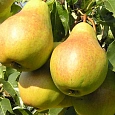 Груша плодовая Чаровница Груша плодовая Чаровница