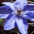 Клематис гибридный Blue Pillar