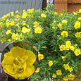 Калибрахоа Calita Double Yellow