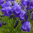 Колокольчик (Кампанула) темноватый G.F.Wilson