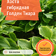 Хоста гибридная Голден Тиара Хоста гибридная Голден Тиара