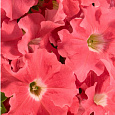 Петуния грандифлора Аладдин Салмон