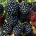 Ежевика Тонлес Эвогрин