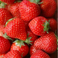 Земляника садовая Феличита