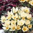 Крокус Ботанический Cream beauty