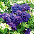 Петуния махровая	Дабл каскад блю