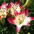 Лилия азиатская Лоллипоп Лилия азиатская Лоллипоп