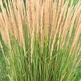 Вейник остроцветковый Karl Foerster