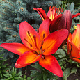Лилия ЛА-гибрид Фиамма