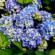 Гортензия крупнолистовая Эрли Блю Гортензия крупнолистовая Эрли Блю