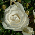 Роза плетистая Клайминг Шнеевиттхен