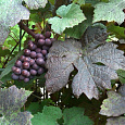 Виноград культурный Purpurea