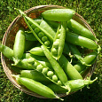 Горох Овощной Юрга Горох Овощной Юрга