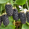 Ежевика садовая Бестберри