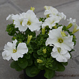 Петуния грандифлора Дримс Вайт