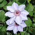 Клематис (Ломонос) гибридный Still Waters Клематис (Ломонос) гибридный Still Waters