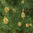 Сосна горная Колумбо