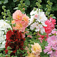 Шток-роза Квинни микс