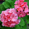 Пеларгония зональная Дивас Распберри риппл
