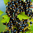 Смородина черная Поэзия