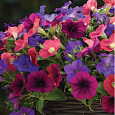 Петуния ампельная F1 Шок Роял Микс