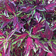 Колеус FlameThrower Chili Pepper Колеус FlameThrower Chili Pepper