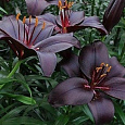 Лилия азиатская Куин ов Найт Лилия азиатская Куин ов Найт