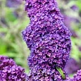Буддлея давида  Purple Prince