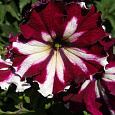 Петуния грандифлора Кан кан бургунди