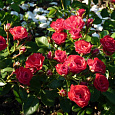 Роза почвопокровная Скарлет Мейяндекор