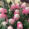 Гортензия метельчатая Sunday Fraise