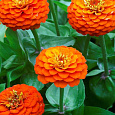 Цинния Циннита Оранж