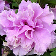 Петуния махровая	Дабл каскад орхид мист