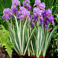 Ирис бледный Вариегата