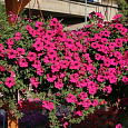 Петуния ампельная F1 Даймонд парпл