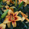 Лилия ОА-гибрид Отель Калифорния Лилия ОА-гибрид Отель Калифорния