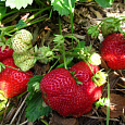 Земляника садовая Викода