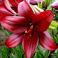 Лилия ЛА-гибрид Атакама Лилия ЛА-гибрид Атакама