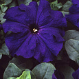 Петуния грандифлора Лимбо Джи Пи Блю