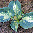 Хоста гибридная Голден Мэдоус Хоста гибридная Голден Мэдоус